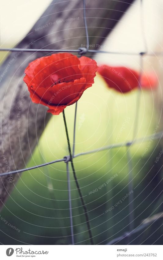 mehr mohn Natur Pflanze Blume Blüte Wildpflanze Garten Wiese Duft rot Mohn Zaun Zaunpfahl Blütenblatt blütenblattartig Stengel Farbfoto mehrfarbig Außenaufnahme