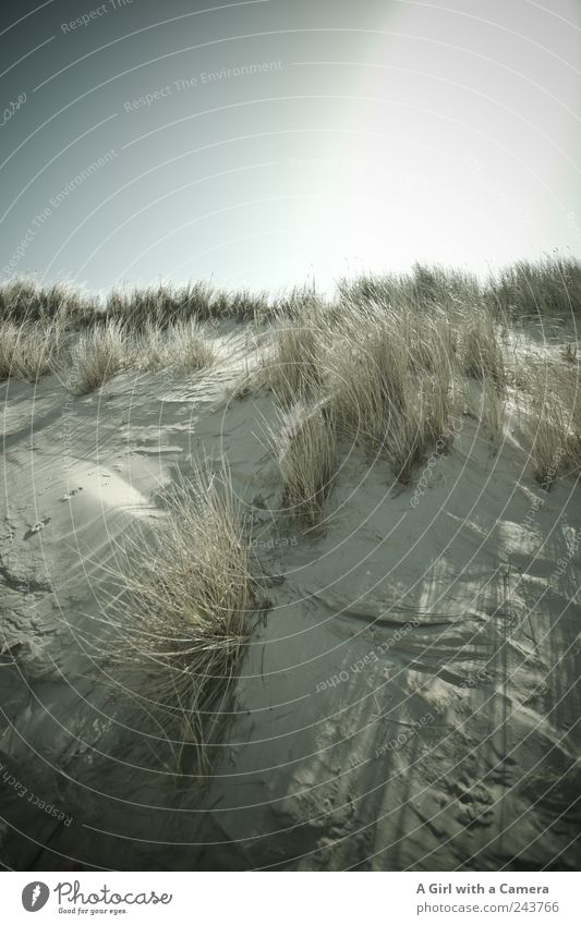 Spiekeroog l das Letzte Strand Meer Umwelt Natur Landschaft Pflanze Urelemente Sand Himmel Wolkenloser Himmel Sonne Sommer Klima Wetter Schönes Wetter Gras