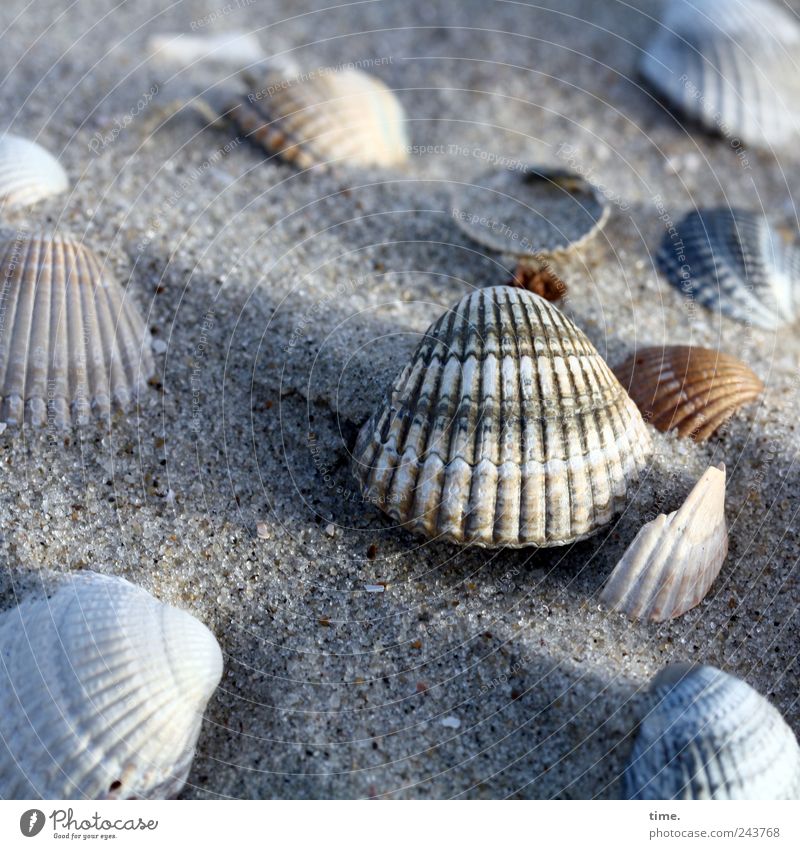 Spiekeroog | Strandgelage Muschel Sand Ferien & Urlaub & Reisen Reisefotografie Meer Insel Sammlung Suche finden Umwelt Urelemente Erde Wasser Küste Nordsee