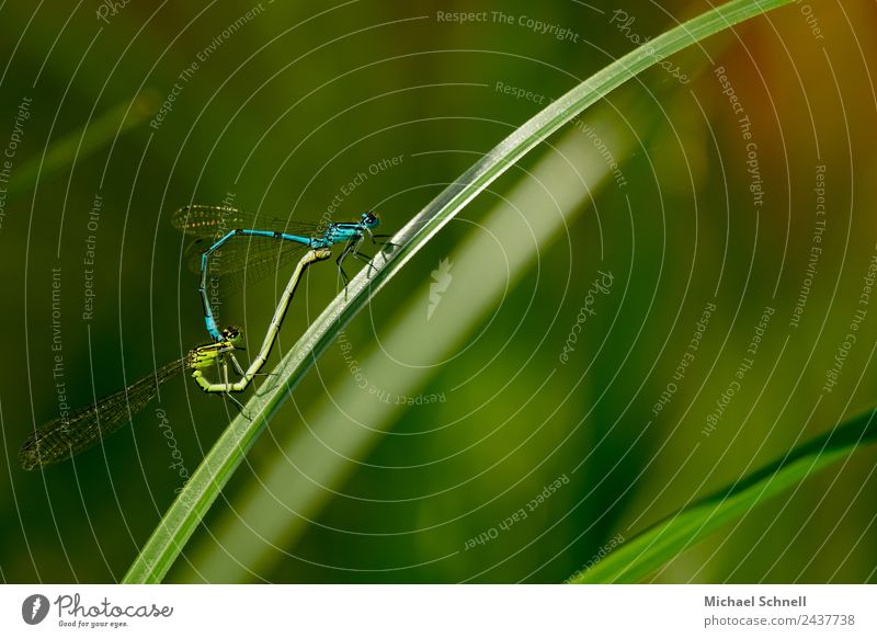 Libellen-Paarung Pflanze Gras Tier Wildtier 2 Tierpaar schön kuschlig nachhaltig blau grün Liebe Sex ruhig Zufriedenheit Glück Natur Fortpflanzung Farbfoto