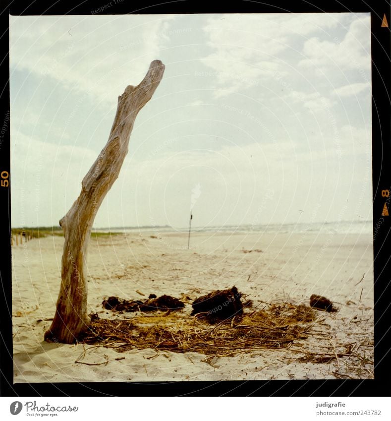 Weststrand Umwelt Natur Landschaft Sand Himmel Küste Strand Ostsee Meer Darß Holz natürlich wild Stimmung Einsamkeit Idylle Farbfoto Außenaufnahme Menschenleer