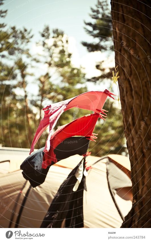 Flugsaurier Freizeit & Hobby Camping Umwelt Natur Schönes Wetter Wind Baum Bekleidung T-Shirt Hemd hängen authentisch einfach natürlich Campingplatz Zelt Wäsche