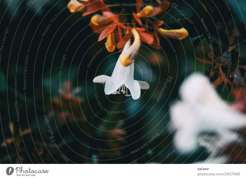 Nahaufnahme bunte kleine Blume weißer Farbhintergrund im Garten Design schön Sommer Berge u. Gebirge Umwelt Natur Pflanze Frühling Blatt Blüte Grünpflanze