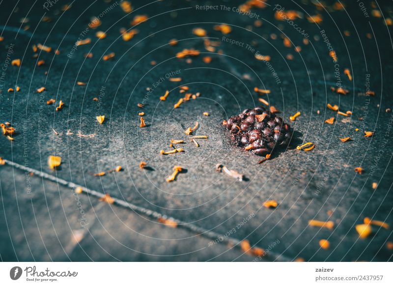 Maulbeerfrucht Nahaufnahme mit Sonnenlicht Frucht Dessert Saft Leben Sommer Umwelt Natur Pflanze Blatt Garten Park Wiese Feld Wald glänzend frisch klein lecker