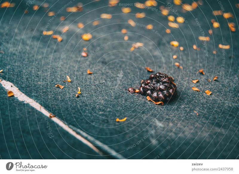 Maulbeerfrucht Nahaufnahme mit Sonnenlicht Frucht Dessert Saft Leben Sommer Umwelt Natur Frühling Pflanze Blatt Garten Park Wiese Feld glänzend frisch klein