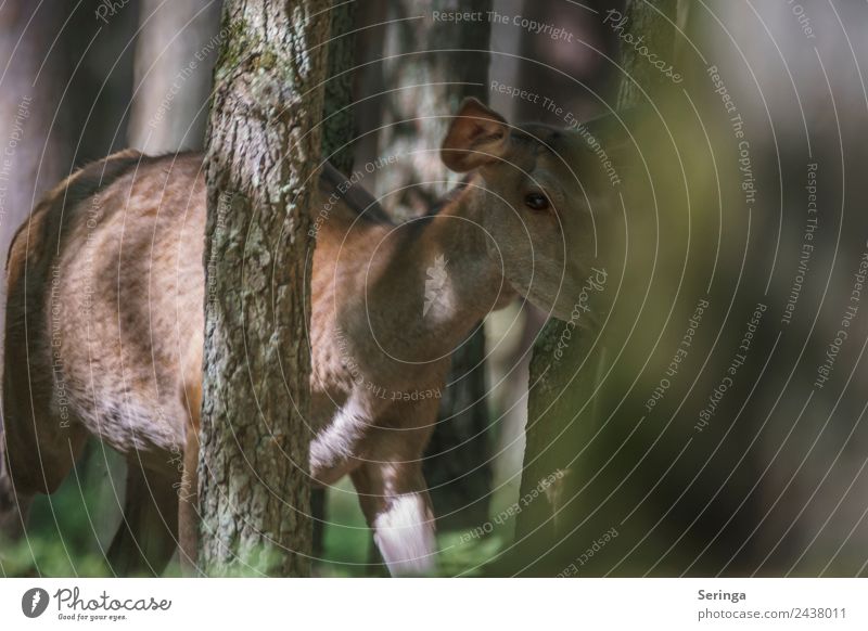 Die Hirschkuh hat mich erschreckt, sie stand mit einmal da Natur Pflanze Tier Frühling Sommer Wärme Wald Wildtier Tiergesicht Fell Pfote Fährte 1 beobachten