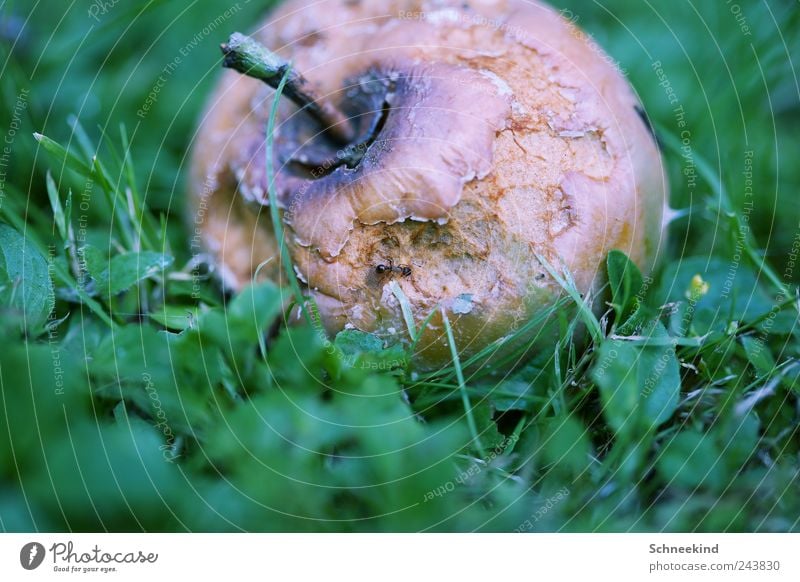 Wildtierfütterung Umwelt Natur Tier 1 füttern Apfel Wiese grün Rasen Ameise Ernährung Verfall verfaulen Lebensmittel Außenaufnahme Wildnis braun Farbfoto