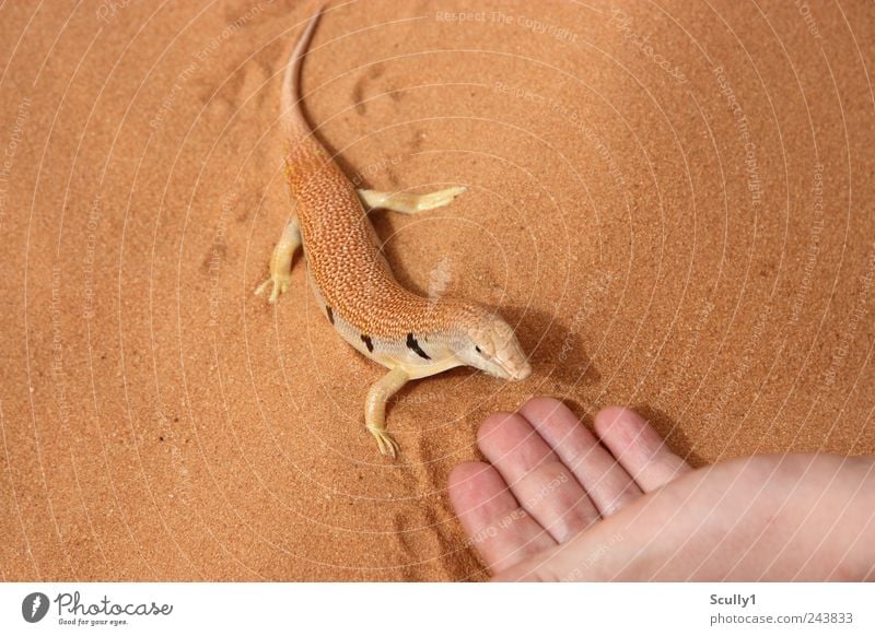 Sandfisch in der Wüste Saudi Arabiens Tier Wildtier Schuppen Echte Eidechsen 1 berühren krabbeln Schwimmen & Baden tauchen exotisch Freundlichkeit natürlich