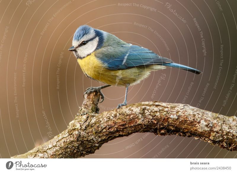 Blaumeise Wissenschaften Biologie Ornithologie Biologe Umwelt Natur Tier Erde Baum Wildpflanze Wald Wildtier Vogel 1 Holz wild blau gelb Tierliebe Gelassenheit