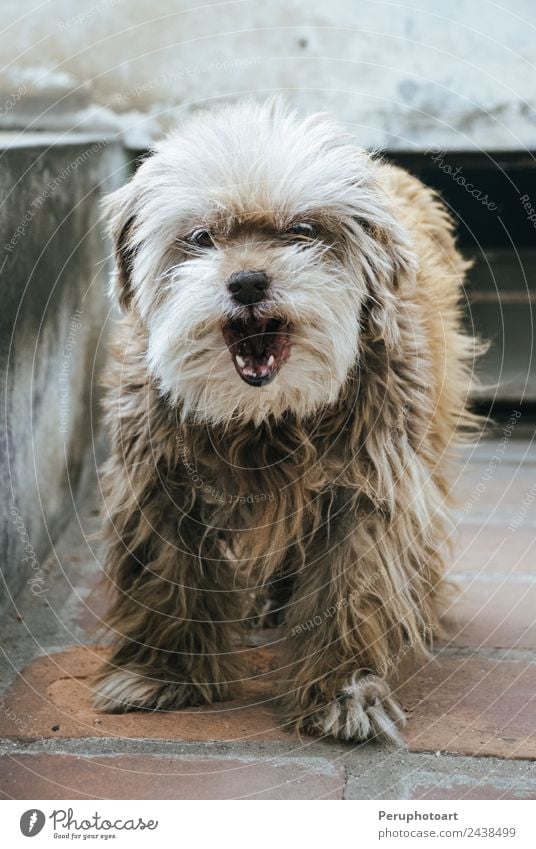 Unerwartet mit offenem Mund und lächelndem Ausdruck für den Welpen. Glück schön Gesicht Abenteuer Freundschaft Zähne Natur Tier Wärme Gras Haustier Hund Lächeln