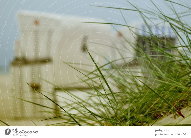 Ostsee Umwelt Natur Landschaft Sommer Gras Küste Strand Stranddüne Dünengras Prerow Darß Stimmung Erholung Idylle ruhig Ferien & Urlaub & Reisen Strandkorb