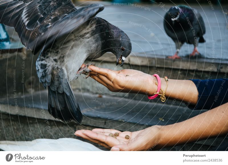 Eine lächelnde Frau, die eine Taube aus ihrer Hand füttert. Freude Glück schön Leben Freiheit Sommer Küche Mensch Erwachsene Arme Natur Tier Wärme Park Vogel