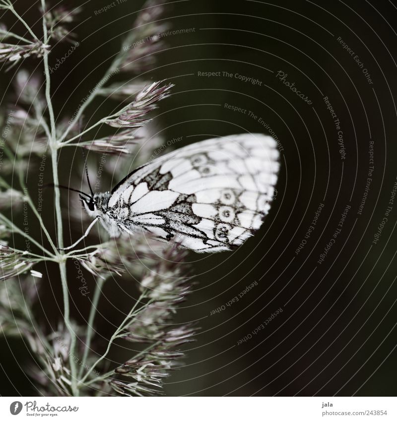 falter Natur Pflanze Gras Tier Wildtier Schmetterling 1 ästhetisch Farbfoto Außenaufnahme Menschenleer Textfreiraum rechts Tag