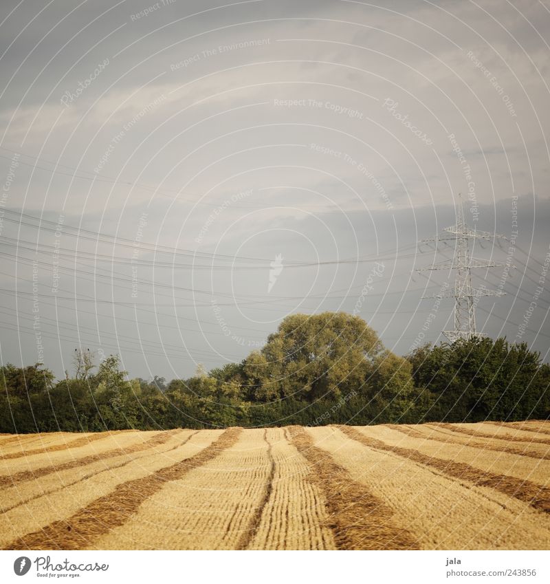 feld Umwelt Natur Landschaft Himmel Pflanze Baum Gras Sträucher Grünpflanze Nutzpflanze Wildpflanze Feld Strommast natürlich blau gold grün Farbfoto