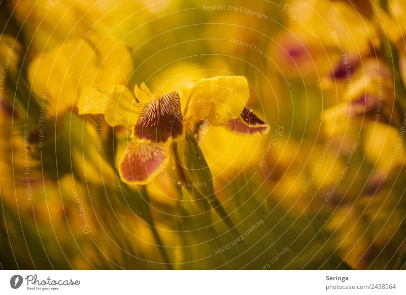 Gelbe Schwertlilie Natur Pflanze Tier Frühling Sommer Blume Blüte Nutzpflanze Garten Park Blühend Farbfoto mehrfarbig Außenaufnahme Nahaufnahme Detailaufnahme