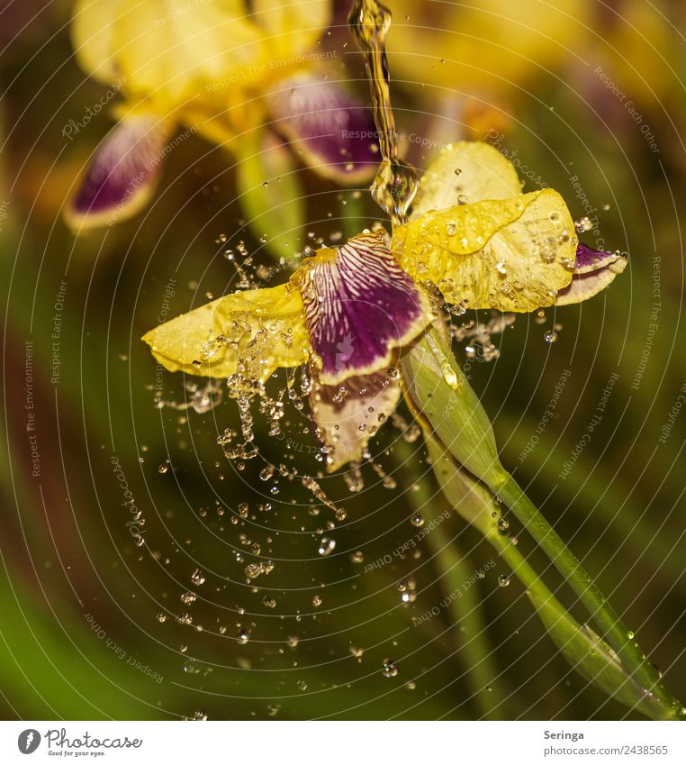 Eine Iris mal anders Natur Pflanze Tier Wasser Sonne Frühling Sommer Blume Blatt Blüte Grünpflanze Nutzpflanze Garten Park Wiese Blühend Schwertlilie grün gelb