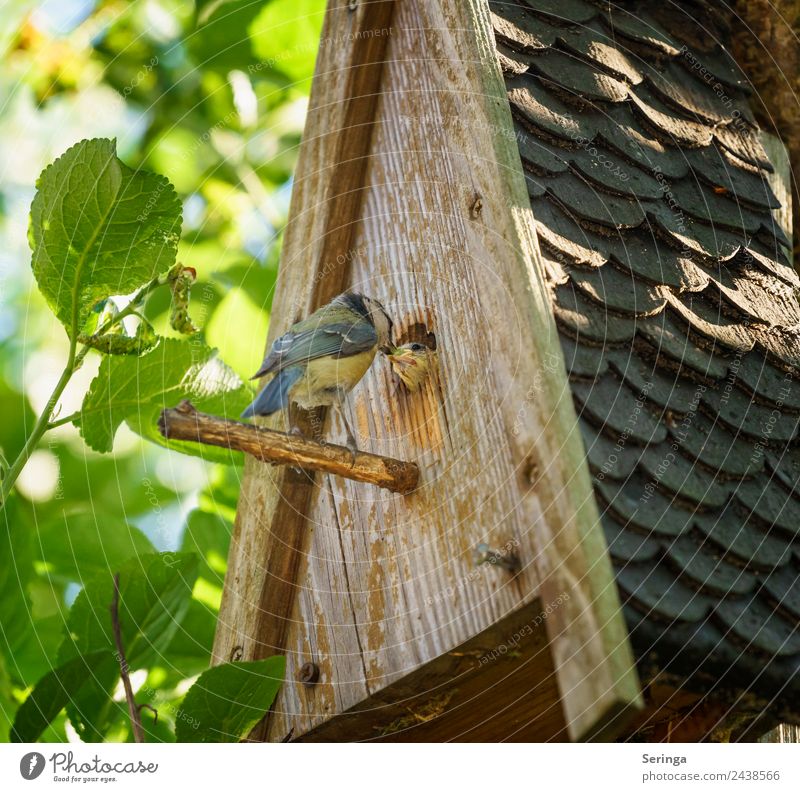 Fütterung Tier Wildtier Vogel Tiergesicht Flügel Krallen 2 Tierjunges Tierfamilie füttern Blaumeise Tierliebe Feder Nistkasten Farbfoto mehrfarbig Außenaufnahme