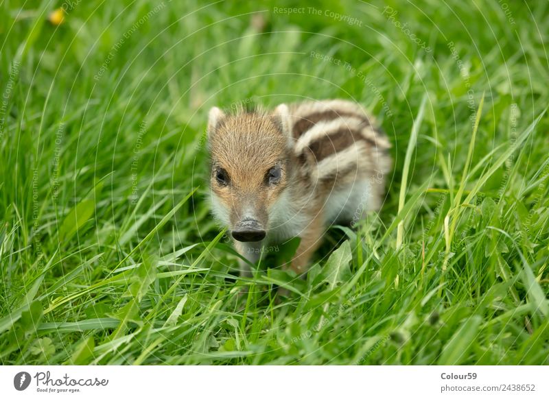 Frischling schön Baby Natur Tier Frühling Gras Wiese Wildtier Tiergesicht 1 Tierjunges klein niedlich braun grün weiß wild Eber Ferkel Säugetier Schwein