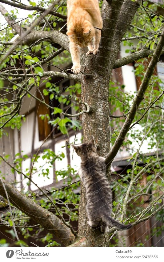 Rote Katze spielt mit Katzenbaby Klettern Bergsteigen Baby Natur Tier Baum Fell Haustier Tierjunges krabbeln Spielen Zusammensein Neugier rot Pflege Liebkosen