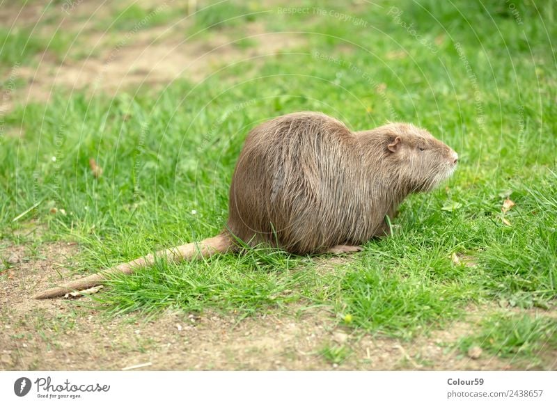 Nutria Natur Tier Fell Wildtier 1 genießen sitzen braun Biberratte Schwanzbiber Wildlife Säugetier Nagetiere Wassertier Albino Farbfoto Außenaufnahme