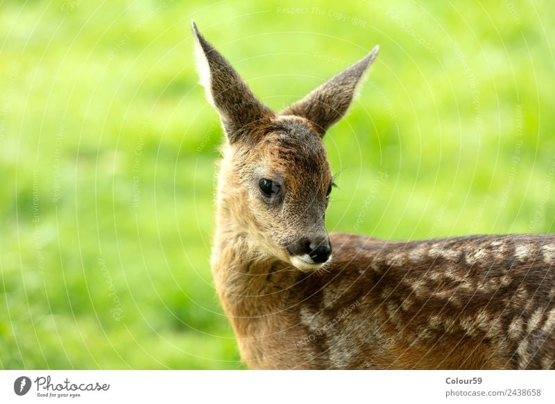 Rehkitz schön Sommer Baby Natur Tier Frühling Gras Park Wiese Feld Wildtier 1 Tierjunges stehen niedlich braun grün Kitz Hirsche Säugetier Bambi Odocileus