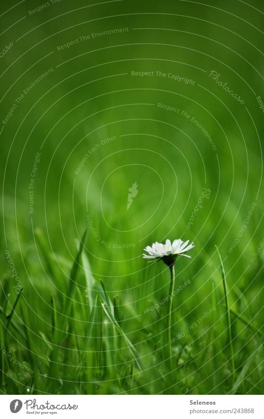 Daisy Ferien & Urlaub & Reisen Tourismus Ausflug Ferne Freiheit Sommer Sommerurlaub Sonnenbad Umwelt Natur Landschaft Pflanze Frühling Schönes Wetter Blume Gras