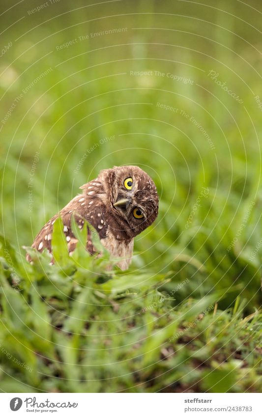 Funny Burrowing Eule Athene cunicularia Tier Wildtier Vogel Tiergesicht 1 lustig braun gelb Kopf Neigung seltsam Grabende Eule Waldohreule Greifvogel Raptor