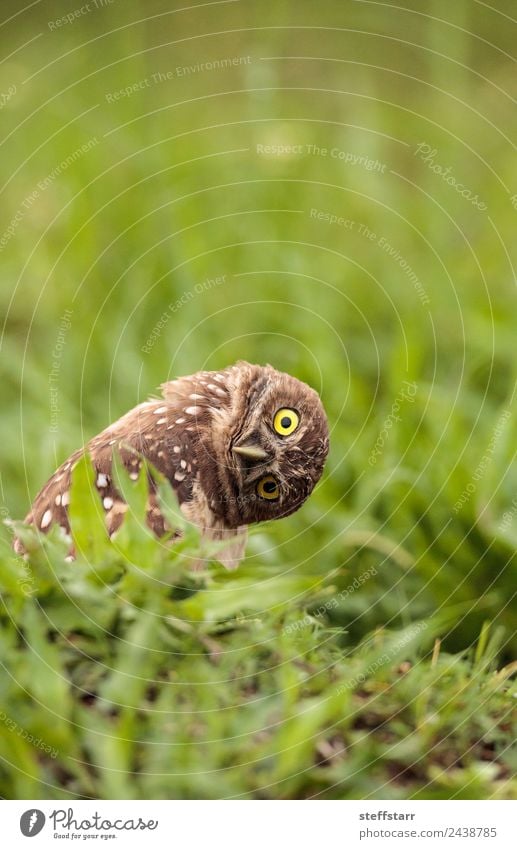 Funny Burrowing Eule Athene cunicularia Gras Tier Wildtier Vogel Tiergesicht 1 lustig braun Kopf Neigung seltsam Grabende Eule Waldohreule Greifvogel Raptor