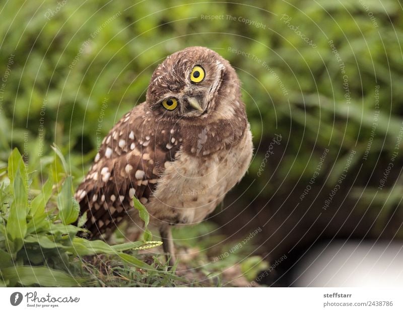 Funny Burrowing Eule Athene cunicularia Tier Wildtier Vogel Tiergesicht Flügel 1 Tierjunges lustig Kopf Neigung seltsam Grabende Eule Waldohreule Greifvogel