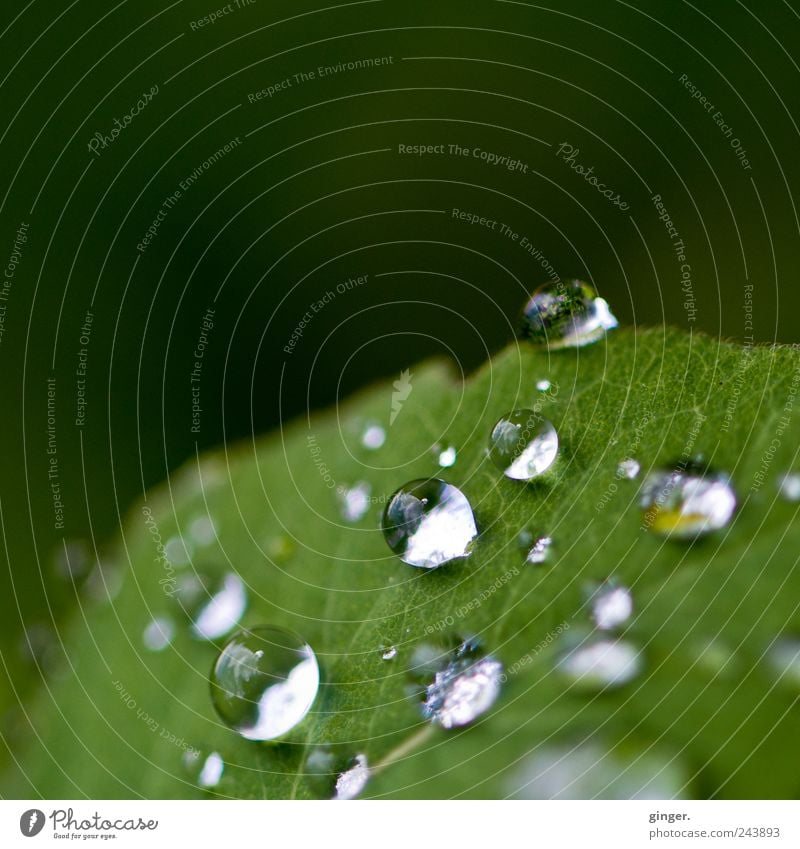 Morgen wird's sonniger! Umwelt Natur Pflanze Wasser Wassertropfen Sommer schlechtes Wetter Regen Blatt grün nass feucht Blattadern rund verteilt Lücke kleben