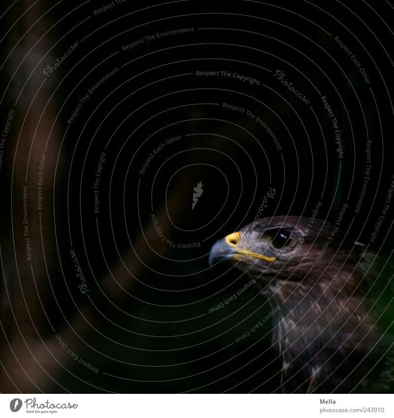 Darkside Tier Wildtier Vogel Tiergesicht Bussard Schnabel Auge 1 Blick dunkel natürlich braun ästhetisch geheimnisvoll Natur Farbfoto Gedeckte Farben