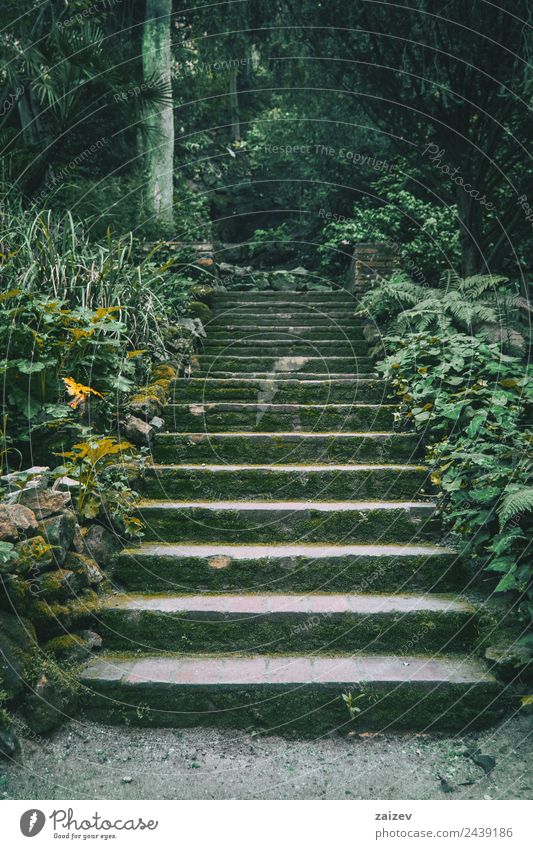 Treppe mit Moos inmitten eines dunklen Waldes Ferien & Urlaub & Reisen Tourismus Winter Garten Umwelt Natur Landschaft Pflanze Park Stein alt dunkel klein blau