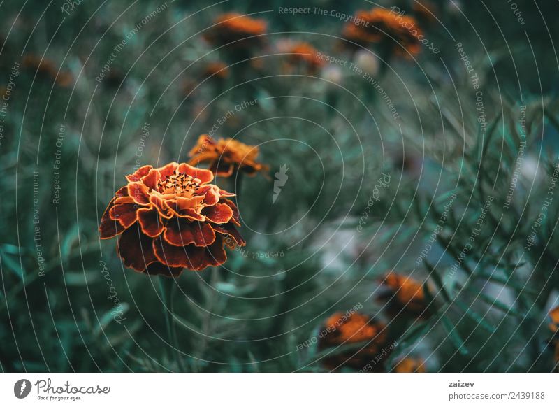 Nahaufnahme der roten und gelben Blüte der tagetes patula in einem Feld mit mehr unscharfen Blüten schön Duft Sommer Berge u. Gebirge Garten Natur Pflanze Blume