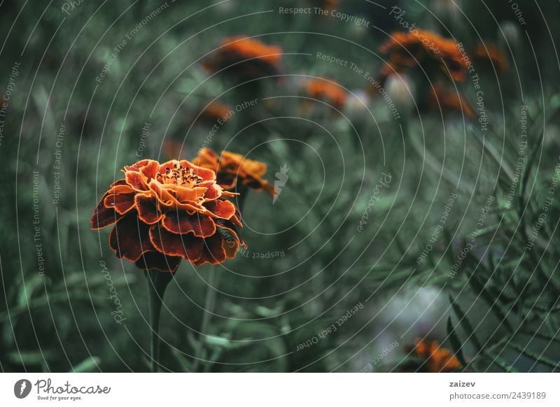 Nahaufnahme der roten und gelben Blüte der tagetes patula in einem Feld mit mehr unscharfen Blüten schön Duft Sommer Berge u. Gebirge Garten Umwelt Natur