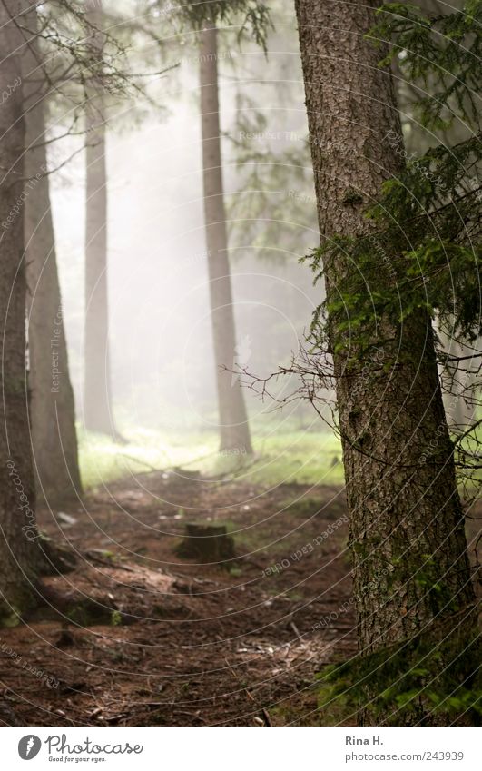 Wanderung II Natur Landschaft Erde Sommer Schönes Wetter Baum Wald leuchten hell Stimmung Tanne Waldboden Nebel feucht Dunst Farbfoto Gedeckte Farben Licht