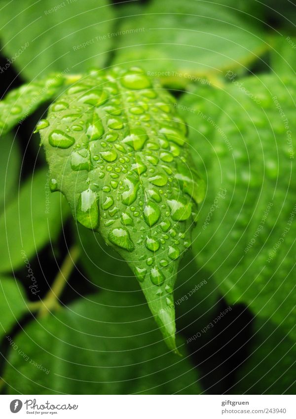 another rainy day Umwelt Natur Pflanze Wasser Wassertropfen schlechtes Wetter Regen Baum Grünpflanze Garten nass Niederschlag Regenwasser Sträucher feucht