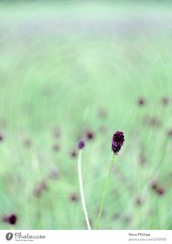 one dot, two dots lot of dots harmonisch ruhig Umwelt Natur Landschaft Pflanze Sommer Schönes Wetter Blume Gras Blüte Wiese Blühend klein grün violett Erholung