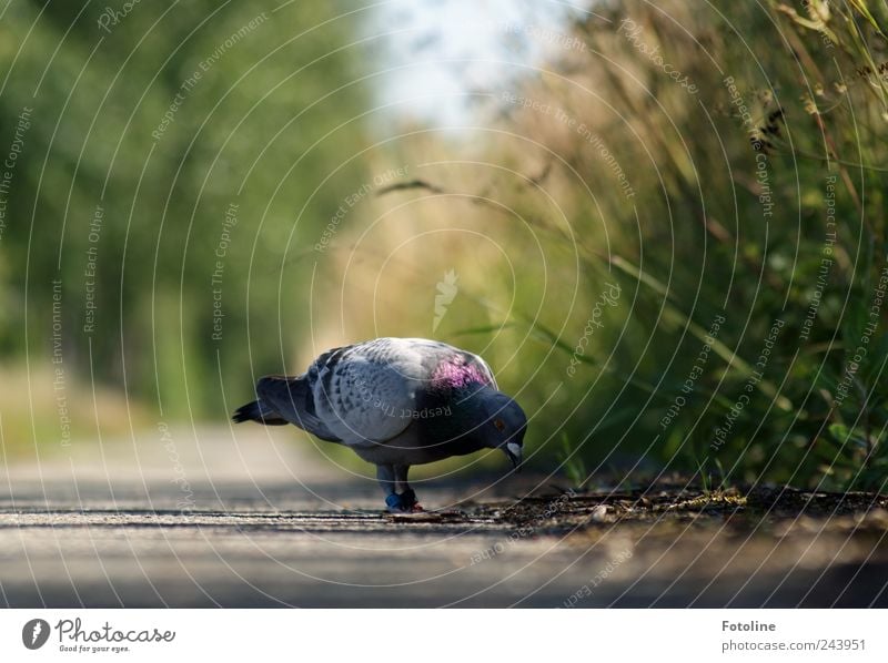 Arbeitsuchend Umwelt Natur Pflanze Tier Urelemente Erde Gras Sträucher Garten Park Vogel Flügel hell natürlich Taube Fressen Feder Farbfoto mehrfarbig