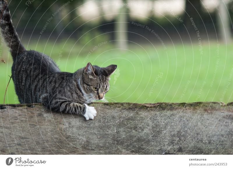 Kratzekatze Haustier Katze Fell Krallen 1 Tier berühren Jagd niedlich rebellisch verrückt braun grau grün schwarz weiß Freude Glück Lebensfreude Neugier