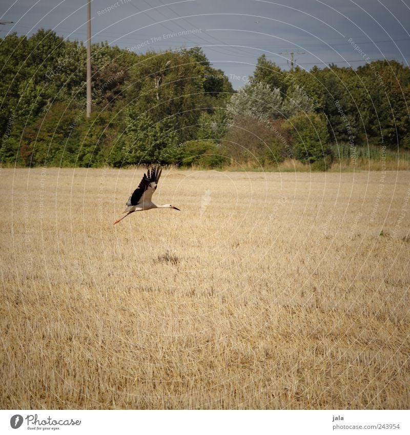 abflug Umwelt Natur Landschaft Pflanze Tier Himmel Baum Gras Sträucher Feld Wildtier Vogel Storch 1 fliegen Farbfoto Außenaufnahme Menschenleer