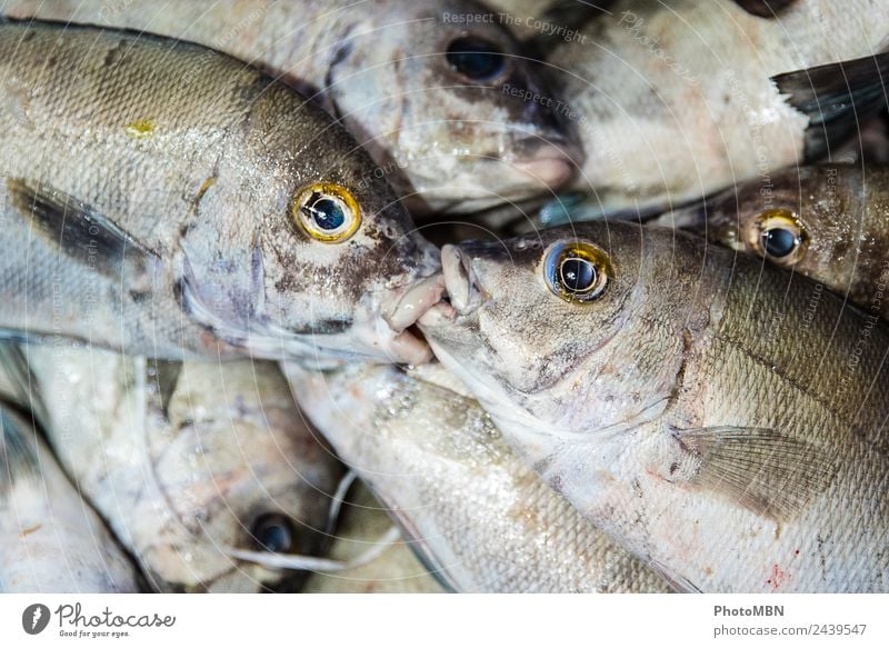 The kiss Lebensmittel Fisch Fischerdorf Tier Totes Tier 2 Tiergruppe Küssen natürlich blau gold grau silber Gefühle Einigkeit Tierliebe Tod Liebe Unendlichkeit