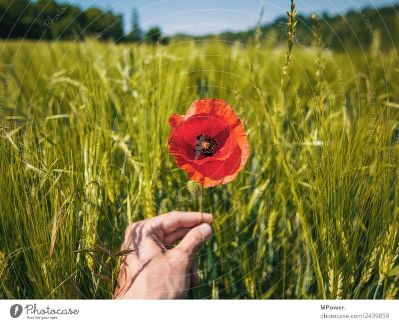 mohnblume im kornfeld Hand Umwelt Natur Landschaft Pflanze Tier Schönes Wetter Blume Blüte Nutzpflanze Feld schön Mohn Mohnblüte stoppen Landwirtschaft rot