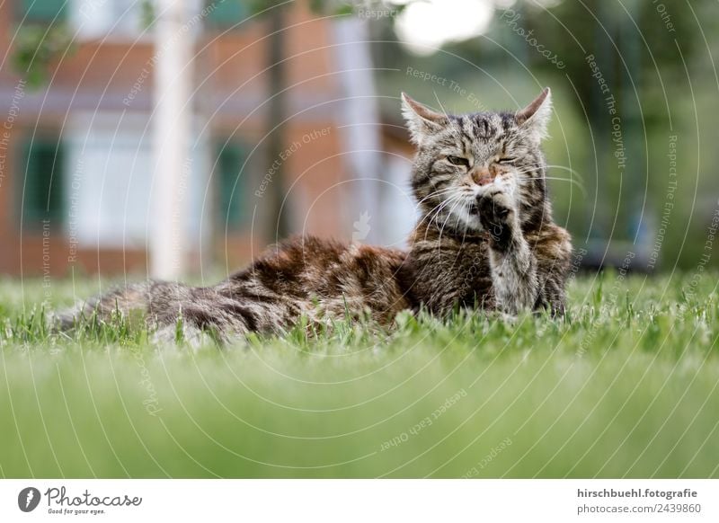 Katze Leo Freude Gesundheit harmonisch Freiheit Sommer Garten Schönes Wetter Gras Tier Haustier 1 erleben Mittelpunkt rein Stolz träumen Überleben Farbfoto