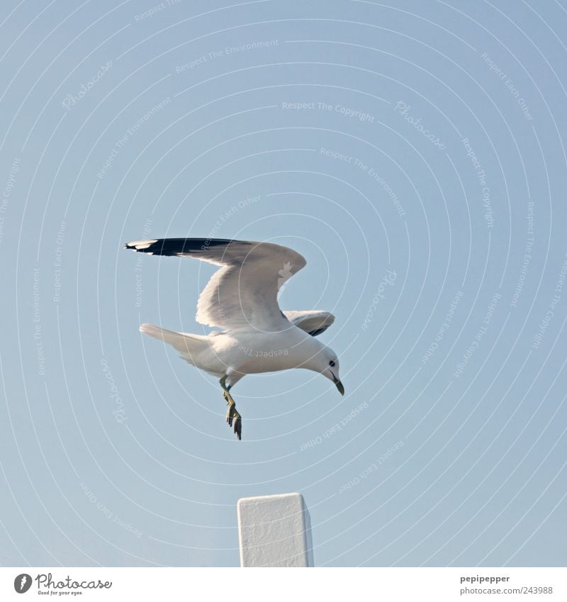 punktlandung Ferne Freiheit Sommer Luft Himmel Wolkenloser Himmel Schönes Wetter Küste Hafenstadt Tier Wildtier Vogel Flügel Krallen 1 fliegen blau weiß Möwe