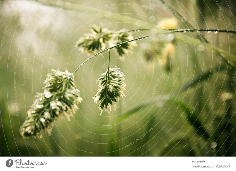 Tapfer am Morgen Natur Pflanze Sommer Gras Wildpflanze Wiese Feld Tapferkeit Ehrlichkeit beweglich Traurigkeit anstrengen Tau grün Farbfoto Gedeckte Farben