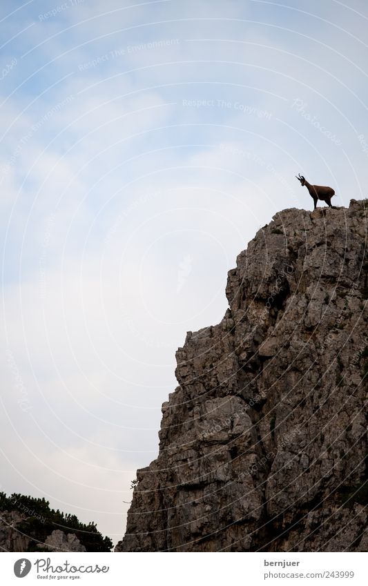 King of the hill Natur Landschaft Himmel Wolken Sommer Felsen Alpen Tier Wildtier 1 festhalten Blick blau braun Tapferkeit Kraft Macht Gemse Dolomiten