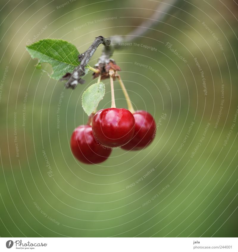 drillinge Lebensmittel Frucht Kirsche Umwelt Natur Pflanze Baum Blatt Nutzpflanze Garten Gesundheit lecker grün rot Farbfoto Außenaufnahme Menschenleer