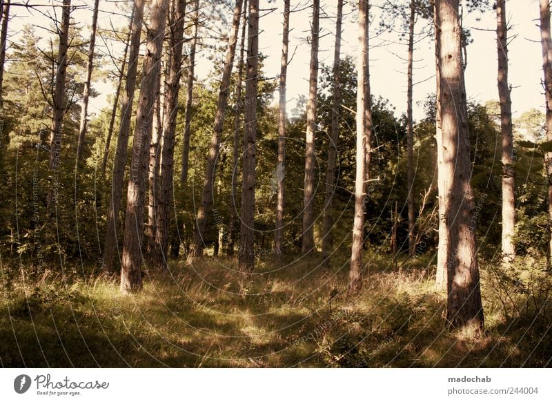 Wald ist es soweit Umwelt Natur Landschaft Pflanze Sommer Schönes Wetter Baum Gras Sträucher Moos ästhetisch frei Unendlichkeit schön Vertrauen Sicherheit