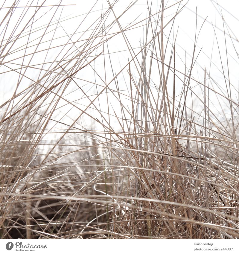 kreuz und quer Natur Pflanze Sommer Dürre Gras Sträucher Wildpflanze Küste Strand berühren dünn elegant natürlich trist trocken Energie Gefühle Genauigkeit