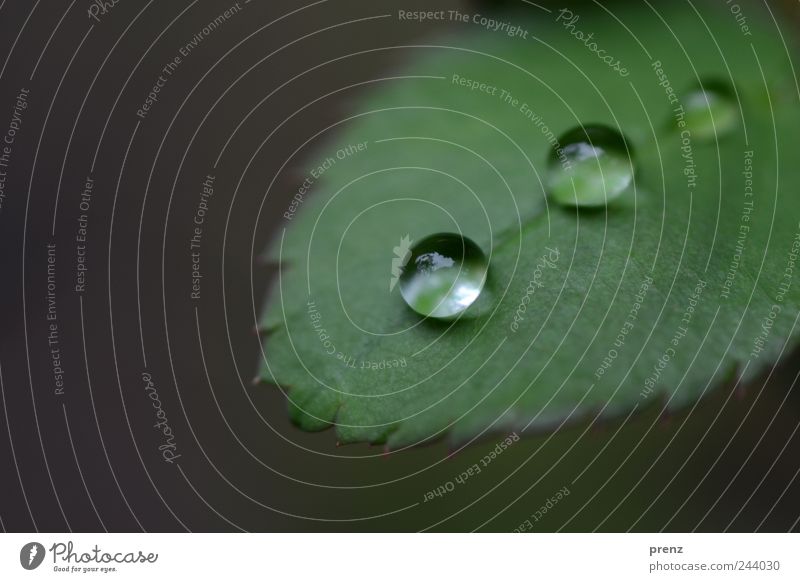 drei tropfen Umwelt Natur Landschaft Pflanze Wasser Wassertropfen Sträucher Blatt Wildpflanze Park grün Regen Reihe Linie Blattadern Kugel